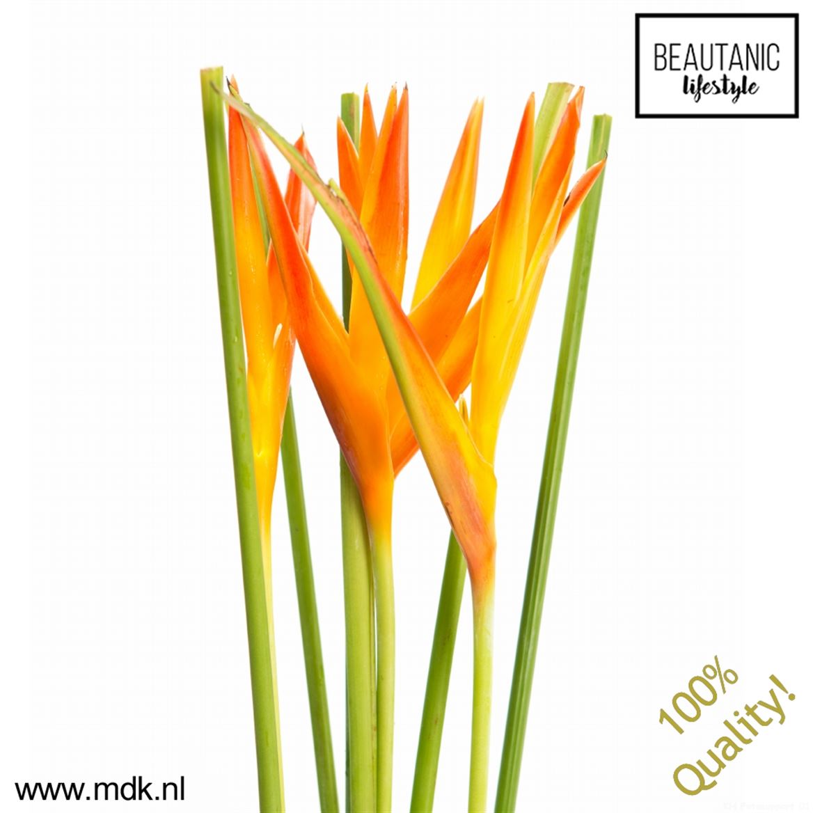 Heliconia Tropic Exotic