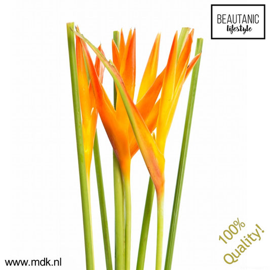 Heliconia Tropic Exotic