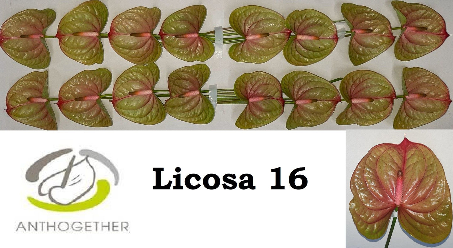 Anth Licosa