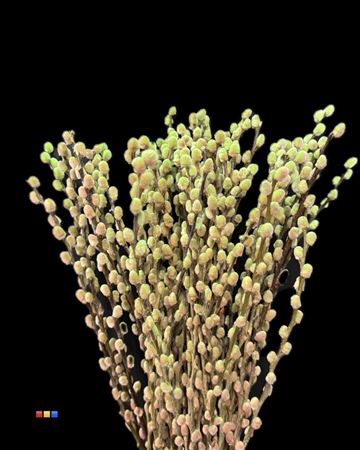 Pussy Willow Bubblicious