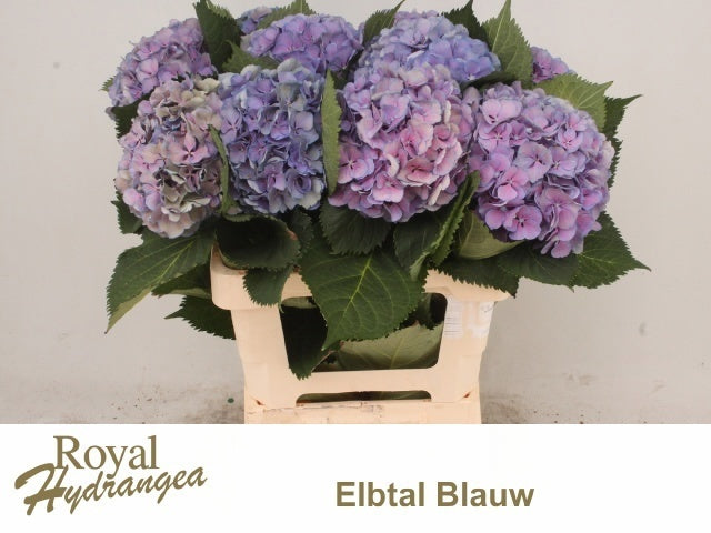 Hyd Elbtal Blue