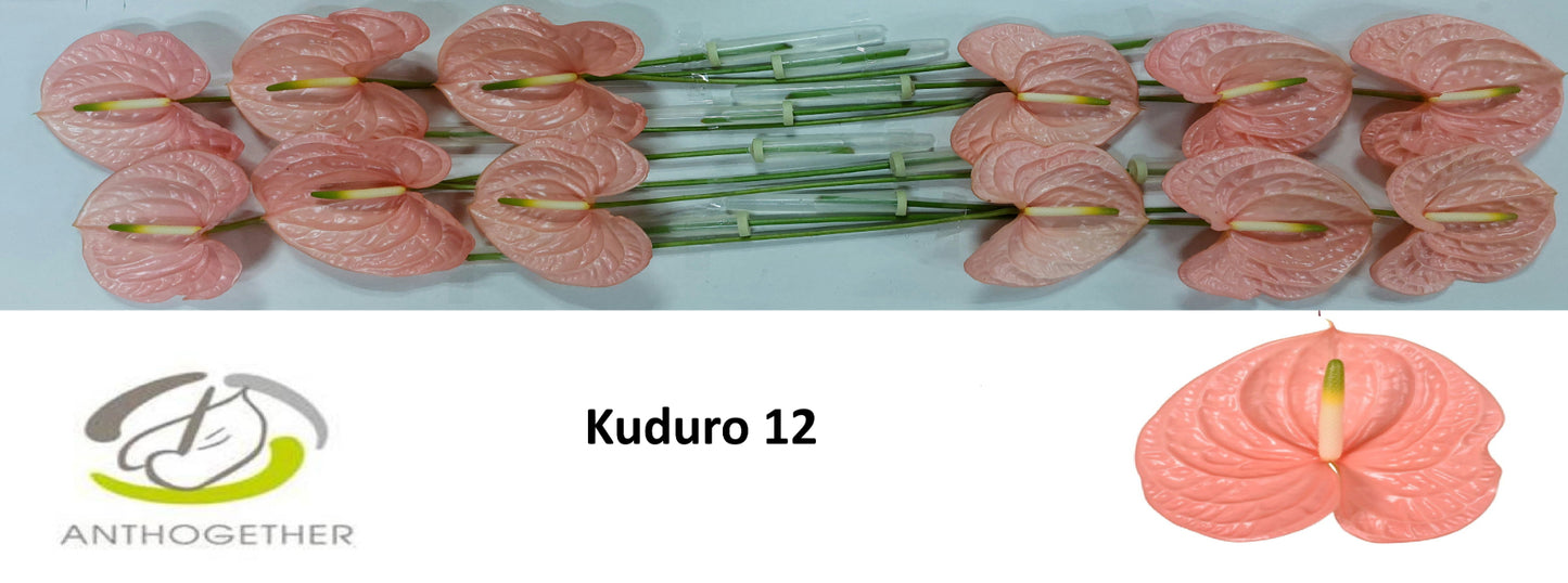 Anth Kuduro