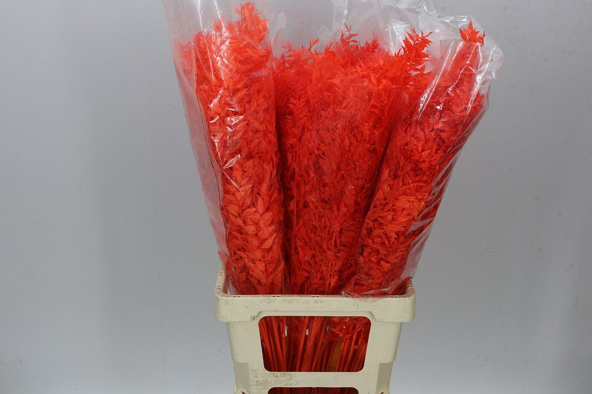Dried Ruscus Orange