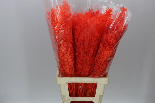 Dried Ruscus Orange