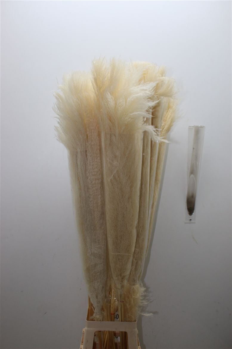 Cortaderia Dadang Bleached