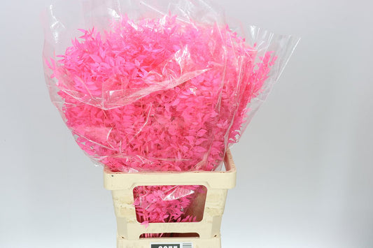 Dried Ruscus Pink