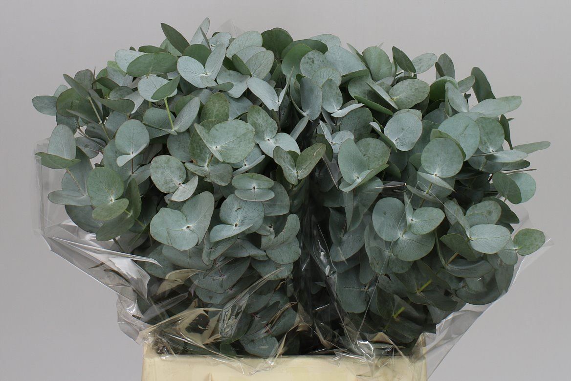 Cinerea Short Africa