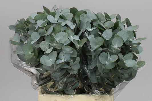 Cinerea Short Africa