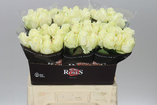 Rosa Gr Avalanche Berg