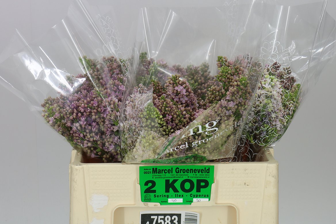 Syringa Horstenstein