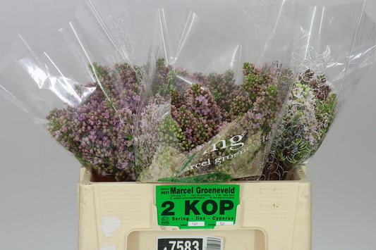 Syringa Horstenstein