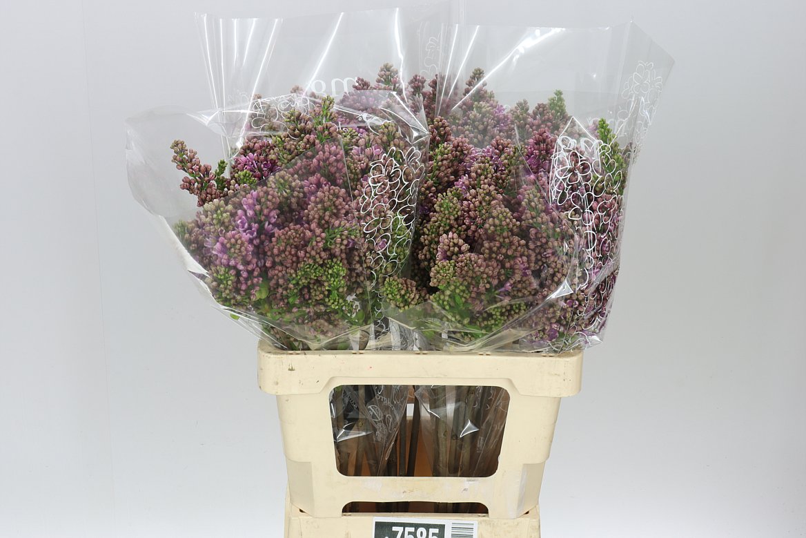 Syringa Horstenstein