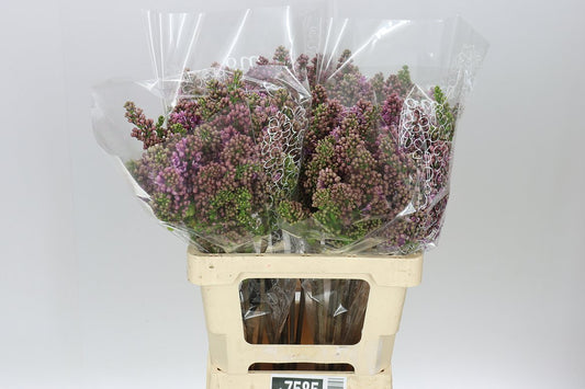 Syringa Horstenstein