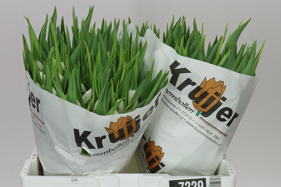 Tulipa En Kosmos