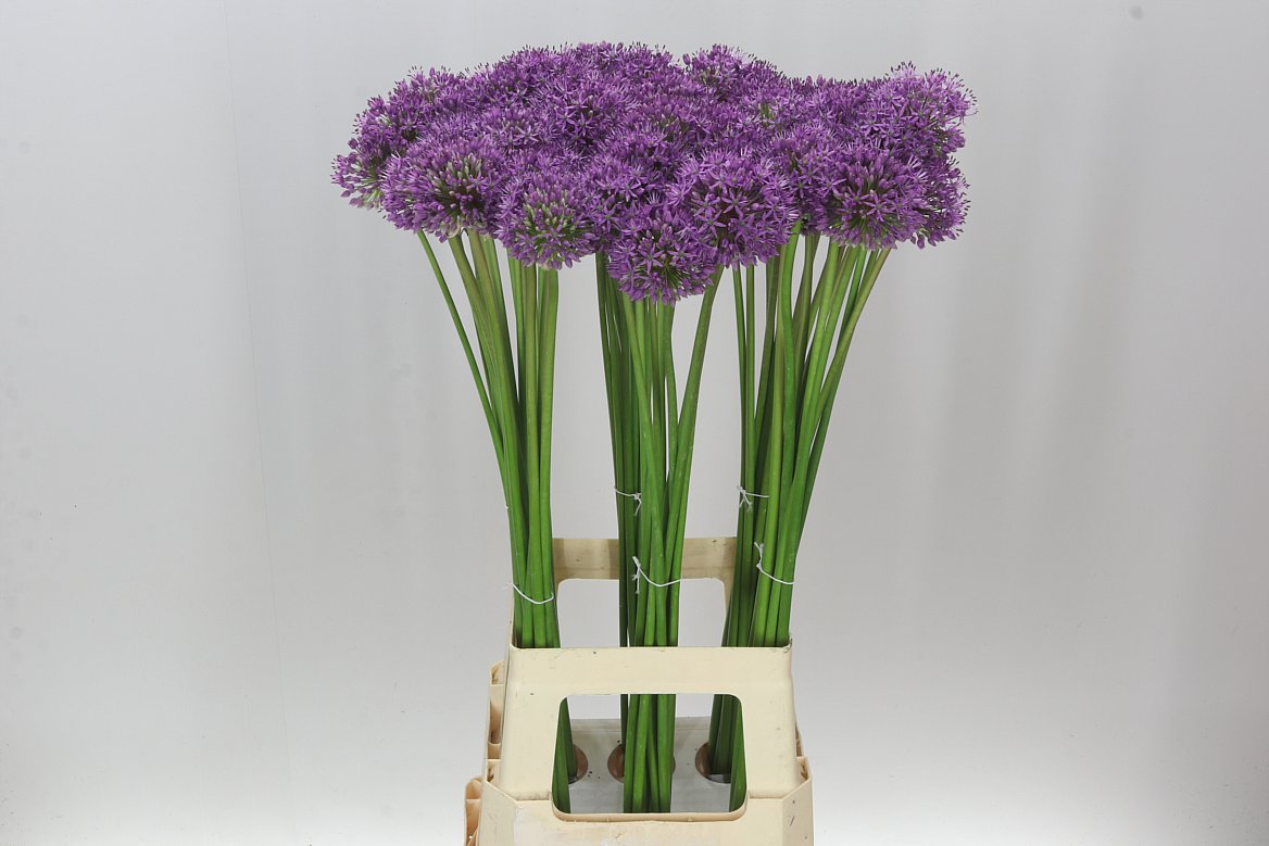Allium Gladiator