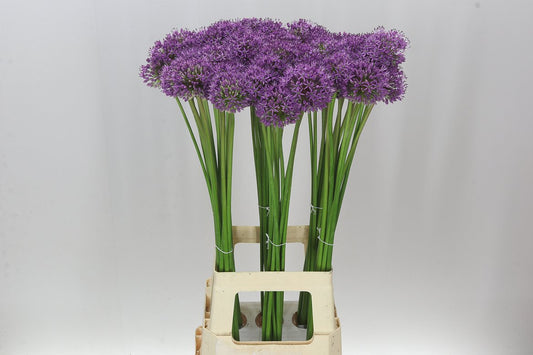 Allium Gladiator