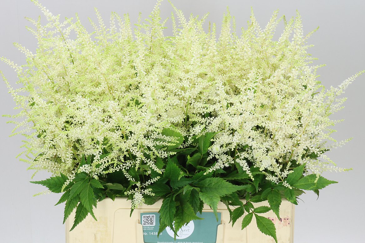 Astilbe Washingthon