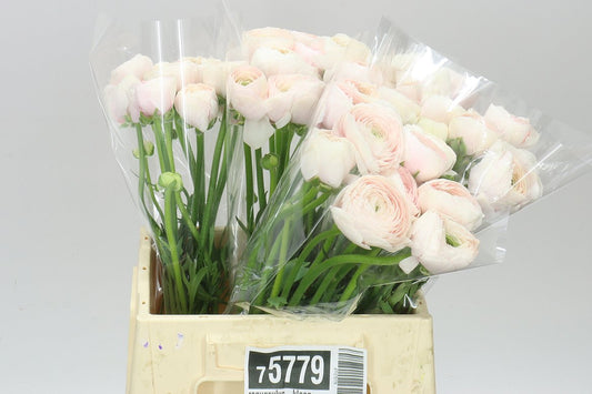 Ranunculus Clone Hanoi