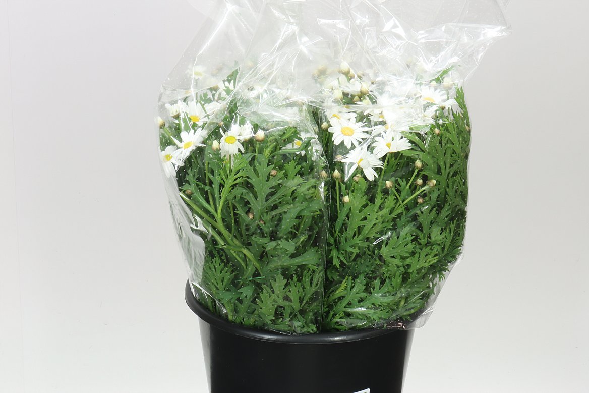 Leucanthemum Vulg White