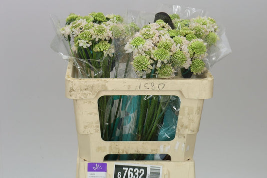 Scabiosa French Vanilla Scoop