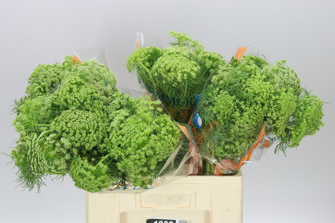 Ammi Visnaga