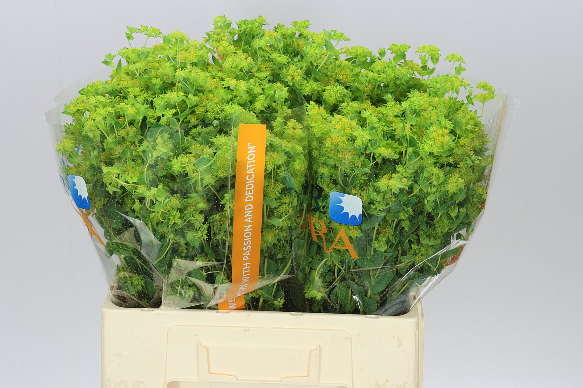 Bupleurum