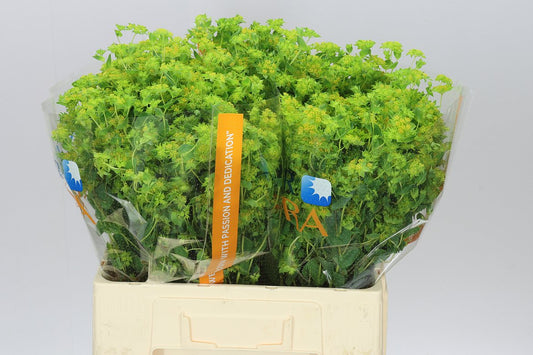 Bupleurum