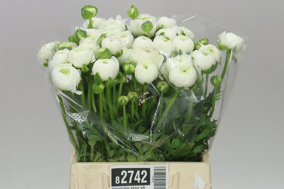 Ranunculus Aazur White