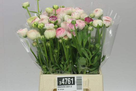 Ranunculus Aazur Pink Stripe