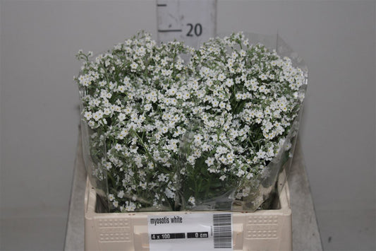 Myosotis Alpentris