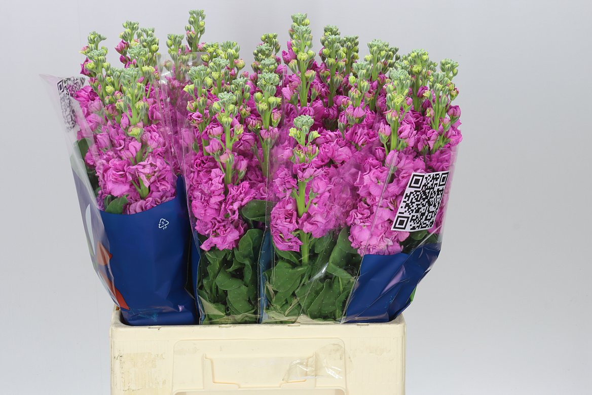 Matthiola Pink It. Imp