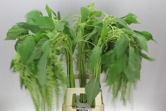 Amaranthus Trails Green