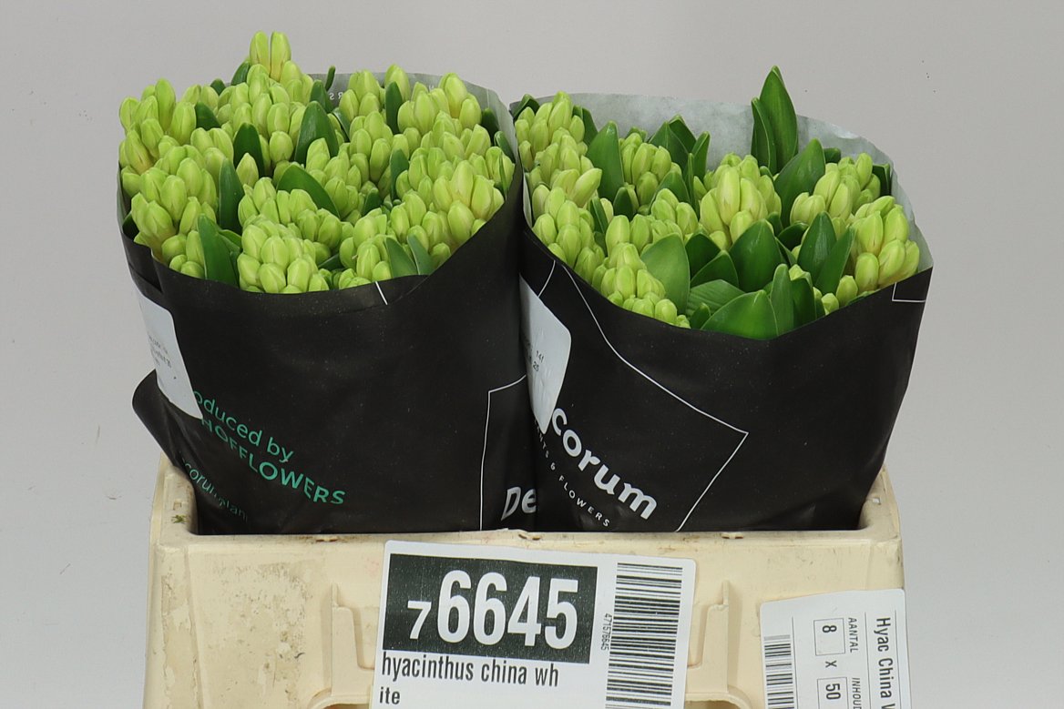 Hyacinthus White