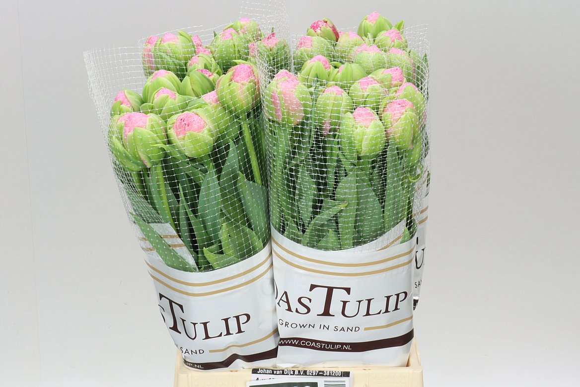 Tulipa Du Strawberry Cream