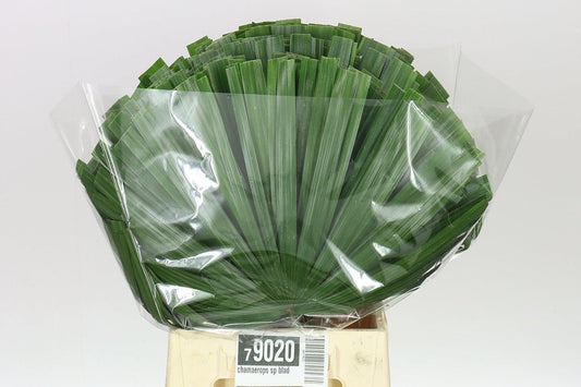 Chamaerops Leafs