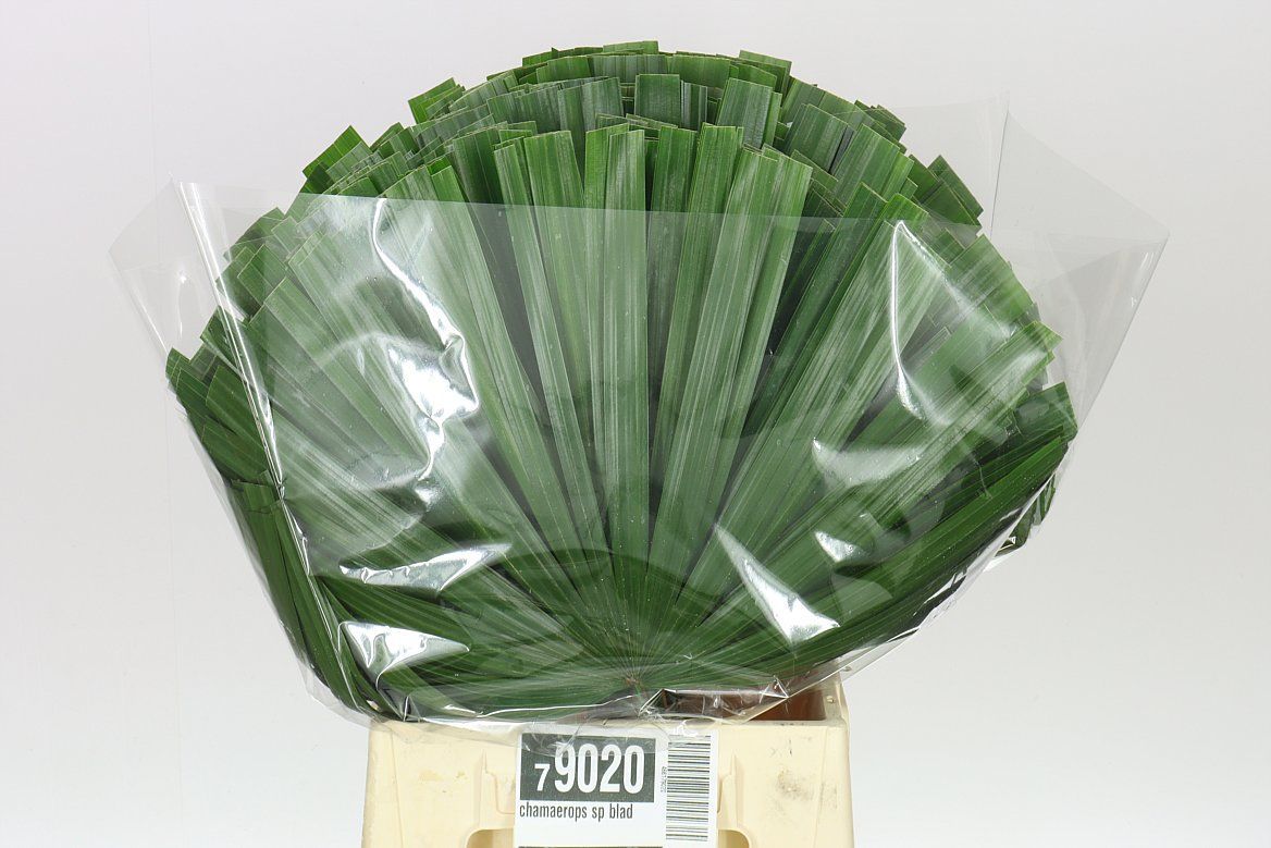 Chamaerops Leafs