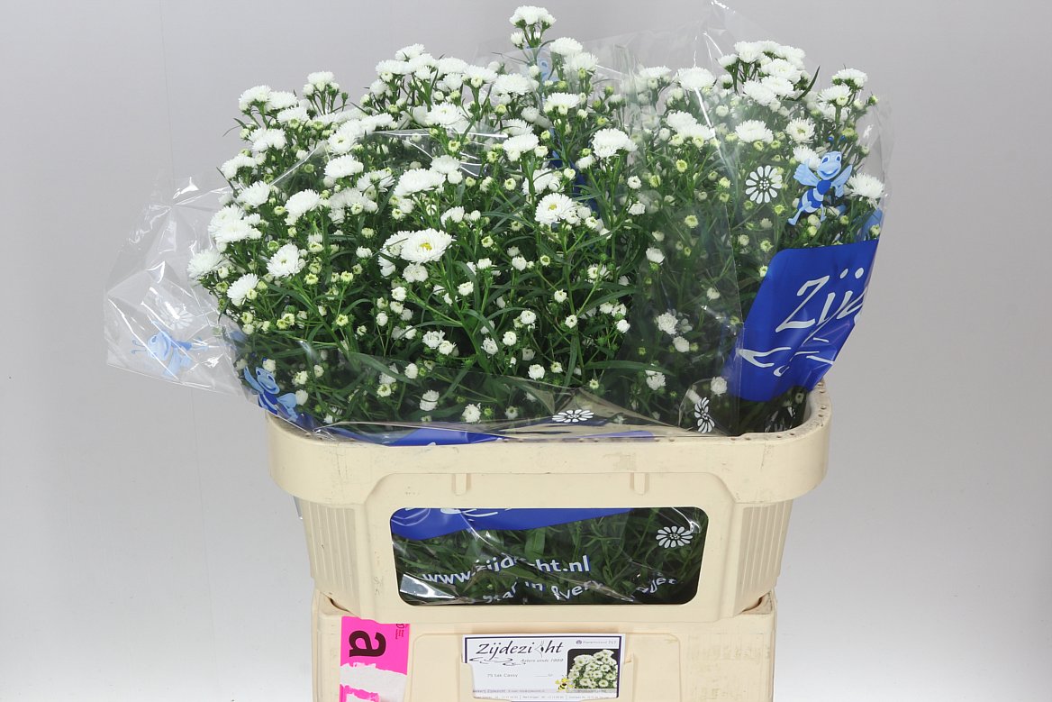 Aster Cassy