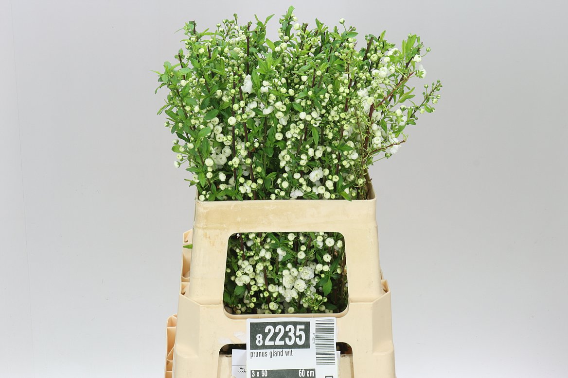 Prunus White