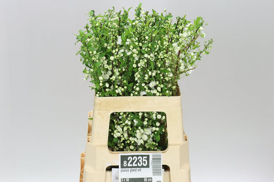 Prunus White