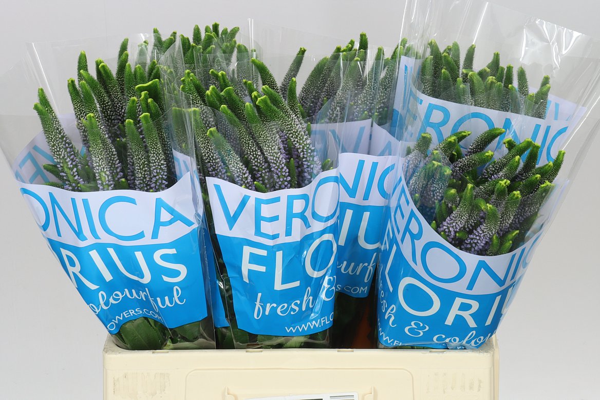 Veronica June Lilac