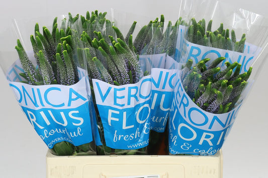 Veronica June Lilac