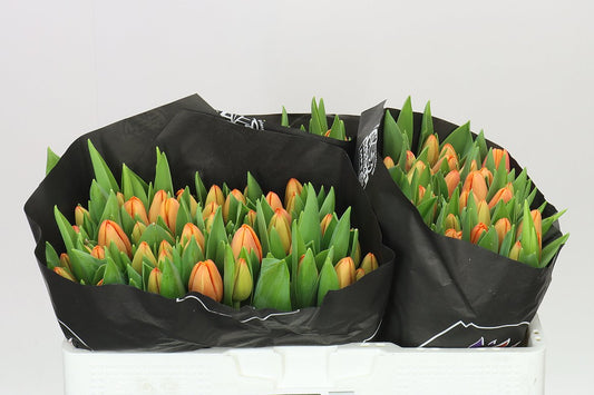 Tulipa En Time Out