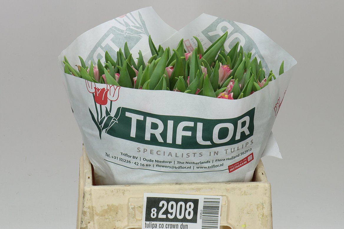 Tulipa Co Crown Dynasty