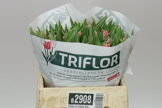 Tulipa Co Crown Dynasty