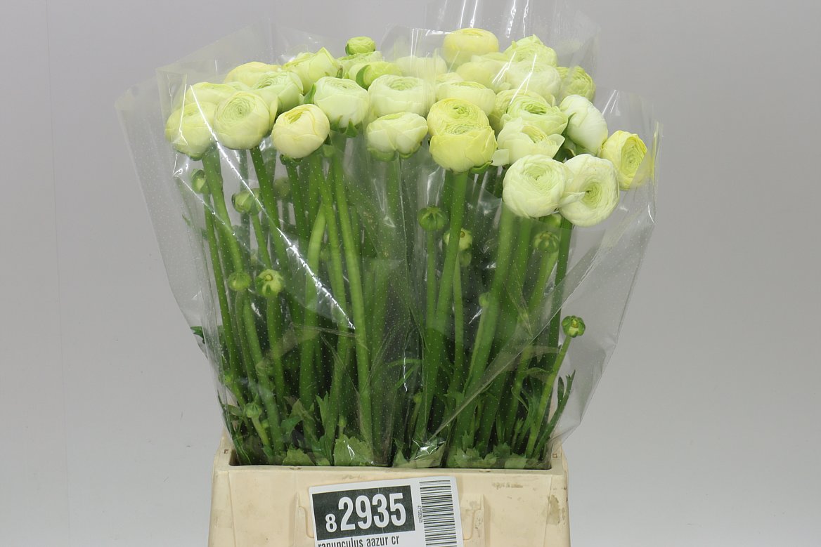 Ranunculus Aazur Cream