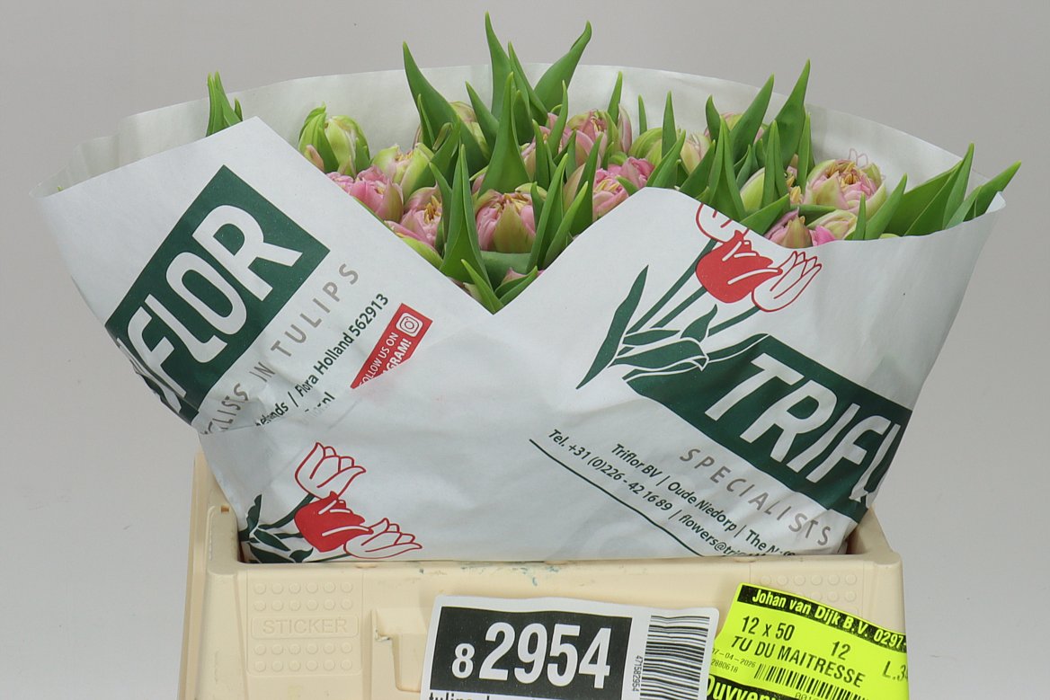 Tulipa Du Maitresse