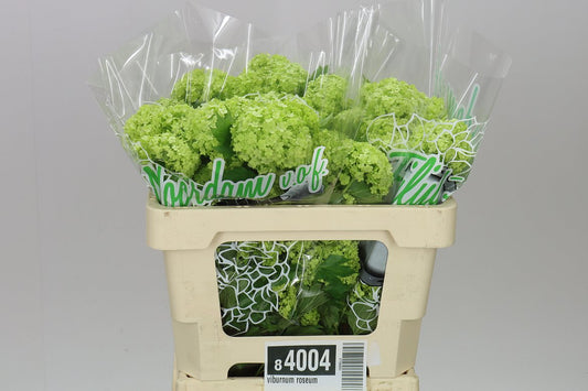 Viburnum Roseum