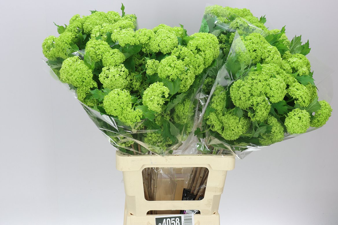 Viburnum Roseum Ex