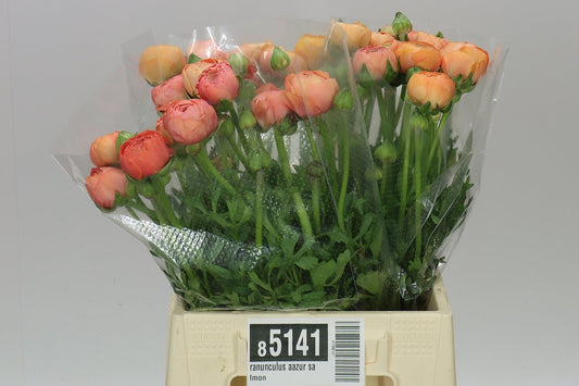 Ranunculus Aazur Salmon