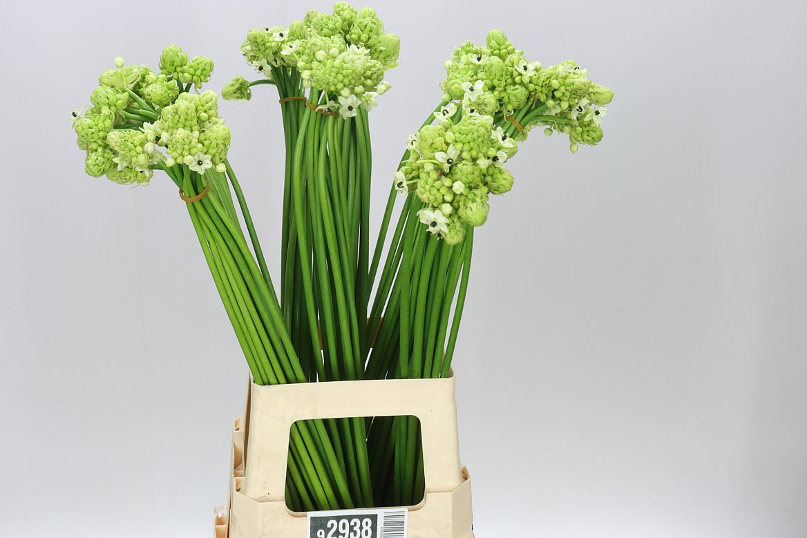 Ornithogalum